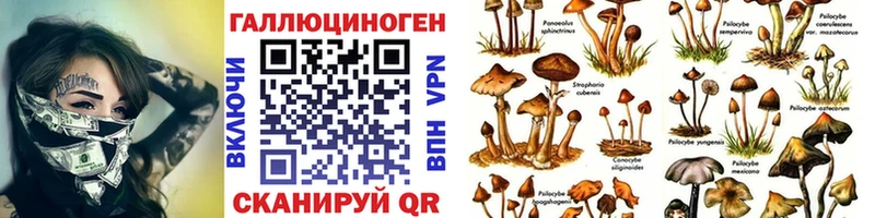 наркотики  Волчанск  Псилоцибиновые грибы Cubensis 